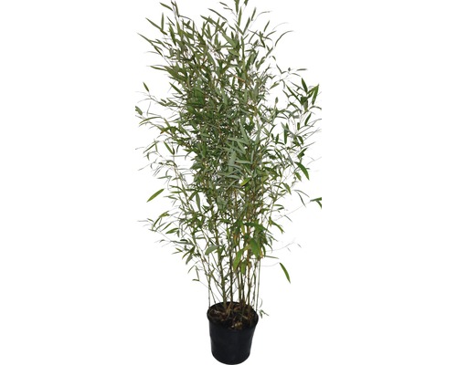 Bambus FloraSelf Phyllostachys bissetii H 120-150 cm Co 30 L-0