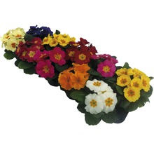 Primevères lot de 10 couleurs assorties