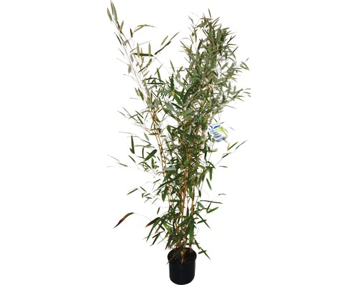 Bambou FloraSelf Phyllostachys bissetii H 70-90 cm Co 20 l
