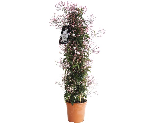 Jasmin FloraSelf Jasminum polyanthus H 50-60 cm pot Ø 17 cm