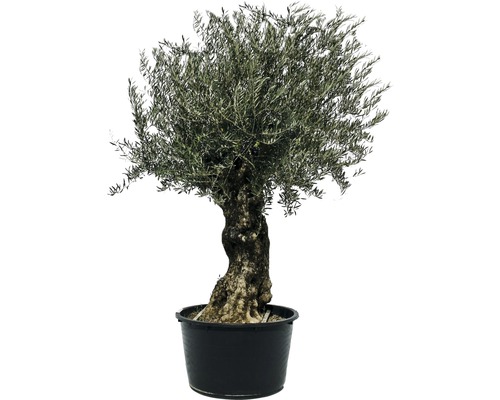 Olivenbaum Bonsai 180-210 cm Stammumfang 80-100 cm