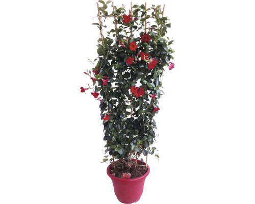 Dipladénia, Mandevilla FloraSelf® en espalier 120-125 cm couleurs assorties Dipladénia en pot avec support à plantes grimpantes et fleurs rouges