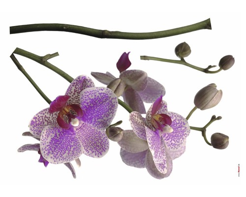 Orchidée avec des fleurs pointillées violettes et des tiges vertes