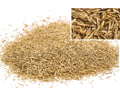 Rasensamen Nahaufnahme