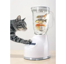 Eine Katze drückt einen Knopf an einem Mixer, der mit Wasser und drei Goldfischen gefüllt ist.