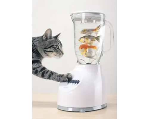 Eine Katze drückt einen Knopf an einem Mixer, der mit Wasser und drei Goldfischen gefüllt ist.