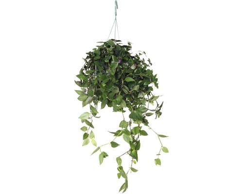 Misère retombante FloraSelf Tradescantia fluminensis 'Green Hill' H 40-50 pot de Ø 18 cm