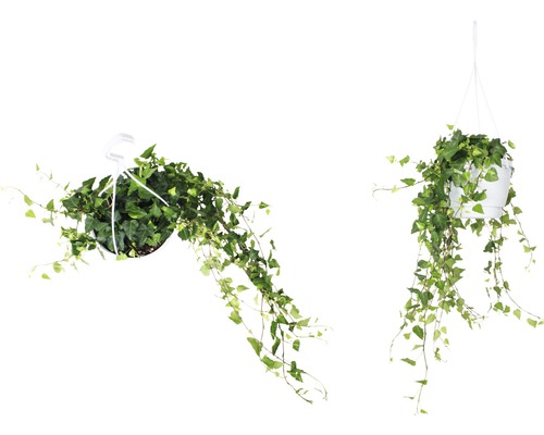 Zwei Efeupflanzen in Hängetöpfen