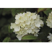 Japanischer Schneeball Viburnum plicatum Newport H 80-100 cm Co 7,5 L