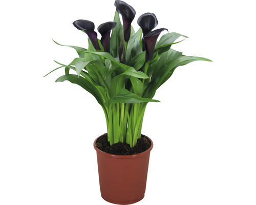 Zimmercalla FloraSelf Zantedeschia 'Odessa' H 40-45 cm Ø 13 cm Topf schwarz Schwarze Calla Pflanze im Topf