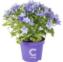 Stern-Glockenblume FloraSelf® Campanula isophylla blau 11er Topf