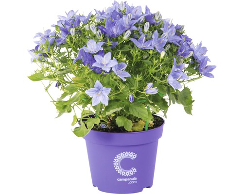 Stern-Glockenblume FloraSelf® Campanula isophylla blau 11er Topf
