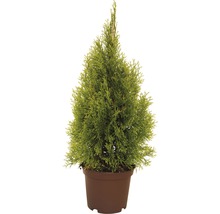 Thuja Smaragd im Topf