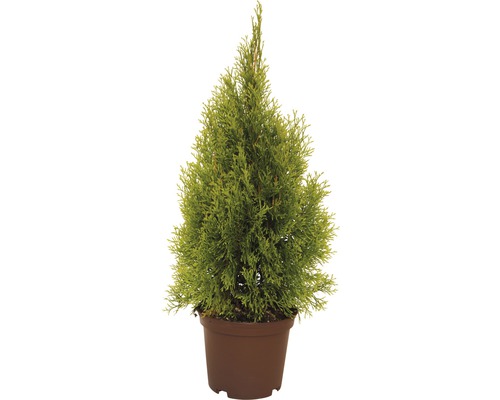 Gold Kegellebensbaum 40-60 cm Gold Kegellebensbaum 40-60 cm