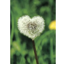 Nahaufnahme einer Pusteblume in Herzform