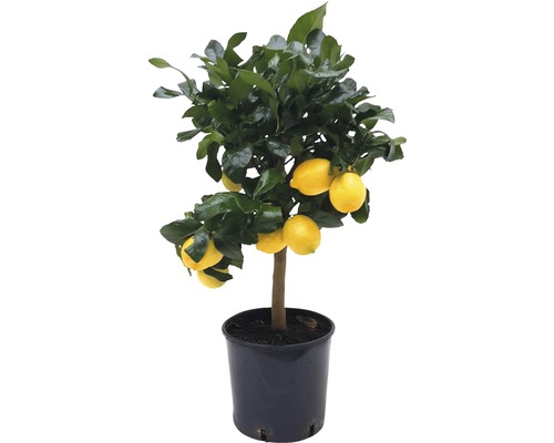 Zitrone FloraSelf Citrus limon 23er Topf Stämmchen Zitrone FloraSelf Citrus limon 23er Topf Stämmchen