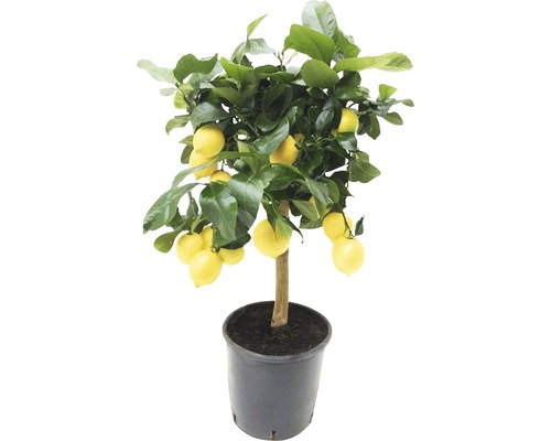 Citronnier en pot avec fruits et feuilles