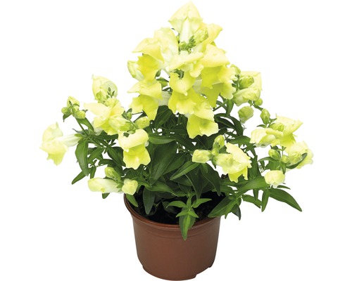 Gueule-de-loup jaune en pot