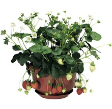 Erdbeerpflanze im Topf mit Erdbeeren und Blüten