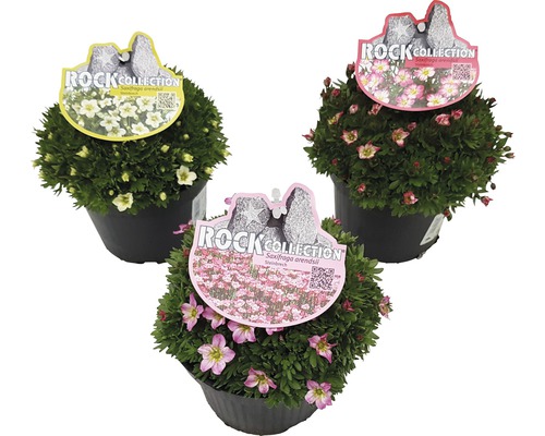Saxifrage ROCKCollection FloraSelf Saxifraga x arendsii 'Twins' h 5-15 cm p 13 cm Trois plantes de saxifrage arendsii en pot de la collection Rock