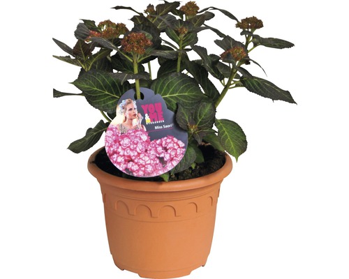 Hortensia Hydrangea macrophylla 'You and Me ® Miss Saori '(S) H 30-40 cm Co 4,6 l