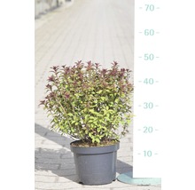 Spirée du Japon FloraSelf Spiraea japonica 'Superstar' H 30-40 cm Co 4 L