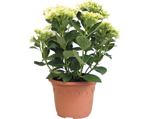 Hortensia Hydrangea macrophylla 'Hovaria ® Holibel' (S) H 30-40 cm Co 4,6 l