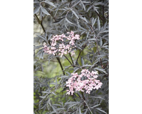 Schwarzer Holunder FloraSelf Sambucus nigra Black Lace H 100-125 cm Co 15 L Blühender Holunderbusch mit dunklen Blättern
