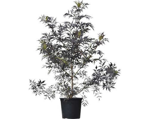 Schwarzer Holunder im Topf