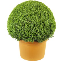 Buchsbaumkugel im Topf für den Garten