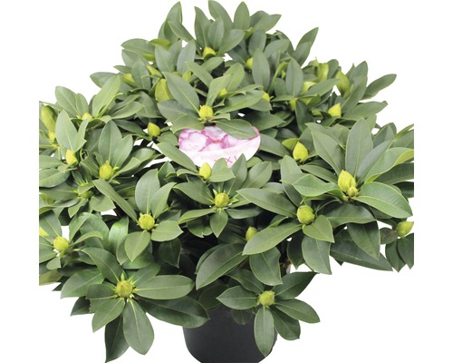 Rhododendron Rhododendron-Cultivars 'HortinnoL' H 70-90 cm Ø 29 cm pot