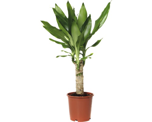 Dragonnier FloraSelf Dracaena fragrans 'Steudneri Green' H 40-50 cm pot de Ø 11 cm