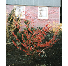 Arbuste d''ornement en fleurs dans le jardin devant un bâtiment en briques.