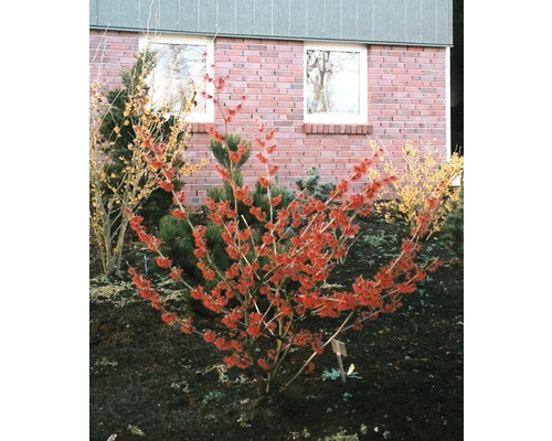 Blühender Zierstrauch im Garten vor einem Backsteingebäude.