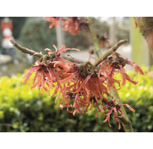 Branche fleurie de noisetier des sorcières dans le jardin