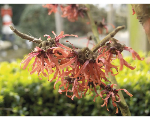Blühender Zweig der Zaubernuss im Garten