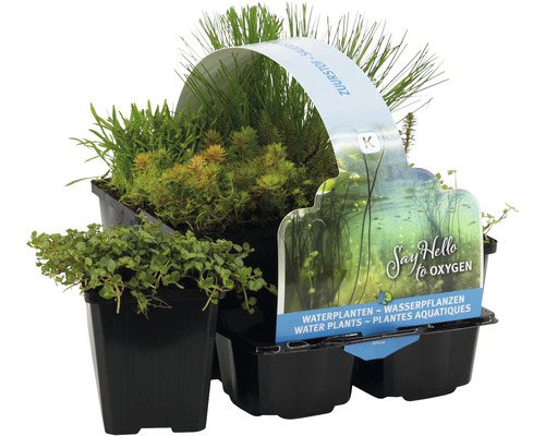 Set de plantes aquatiques riche FloraSelf pour la zone marécageuse (6 pièces) pot de Ø 9 cm