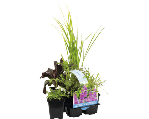 Set de plantes aquatiques parfumées FloraSelf pour le bord de l'étang (6 pièces) Ø 9 cm Pot