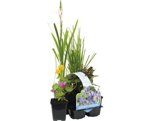 Set de plantes aquatiques fleuries FloraSelf pour le bord de l'étang (6 pièces) pot de Ø 9 cm