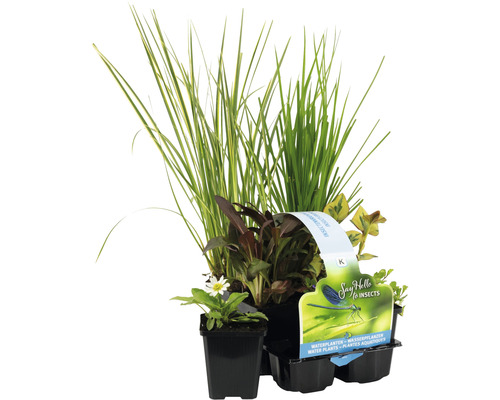 Set de plantes aquatiques FloraSelf pour le bord de l'étang (6 pièces) Ø 9 cm Pot