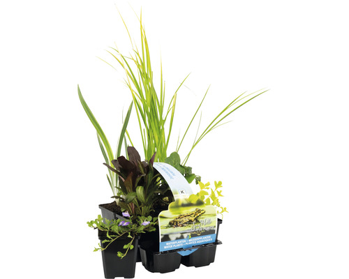 Set de plantes aquatiques Purificateur d'eau FloraSelf pour le bord de l'étang et la zone marécageuse (6 pièces) Ø 9 cm Top