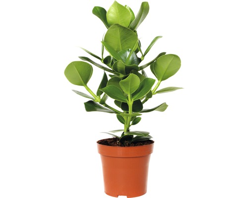 Pommier baumier FloraSelf Clusia rosea 'Princess' H 25-35 cm pot de Ø 12 cm Clusia plante d''intérieur dans un pot