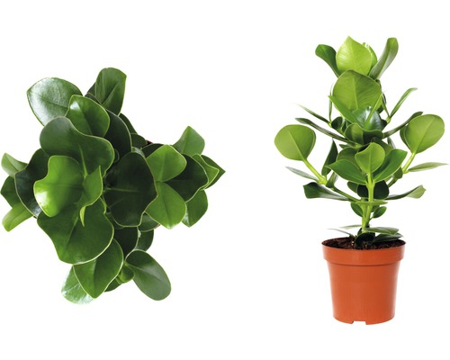 Deux plantes à feuilles persistantes en pot, une vue de dessus et une de profil