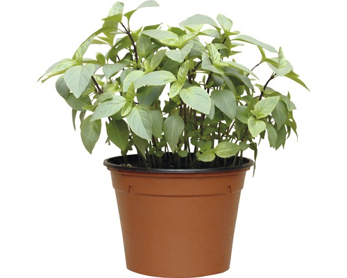 Basilikumpflanze im Topf