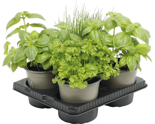 Plateau d''herbes aromatiques avec basilic, ciboulette et persil