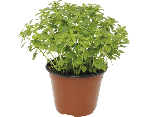 Plant de basilic en pot