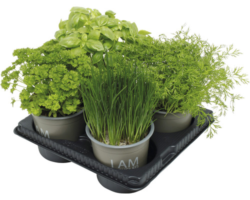 Bio set d'herbes à salade
