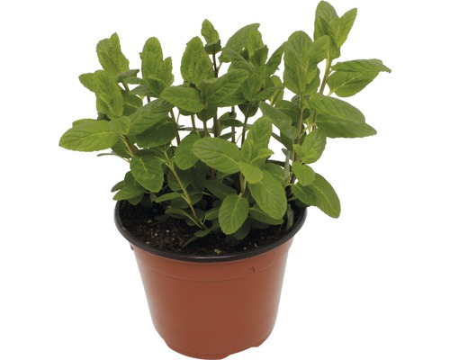 Menthe en pot