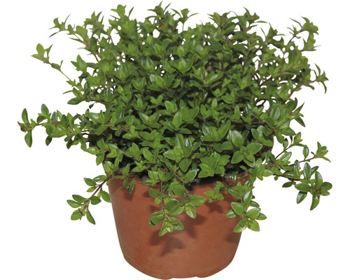 Plant de thym en pot
