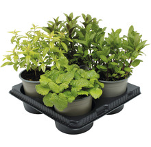 Verschiedene Kräuterpflanzen in Töpfen auf einem Tablett